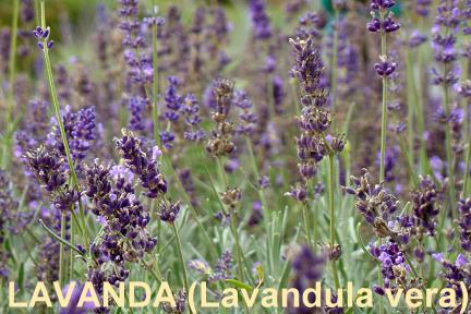 La Lavanda