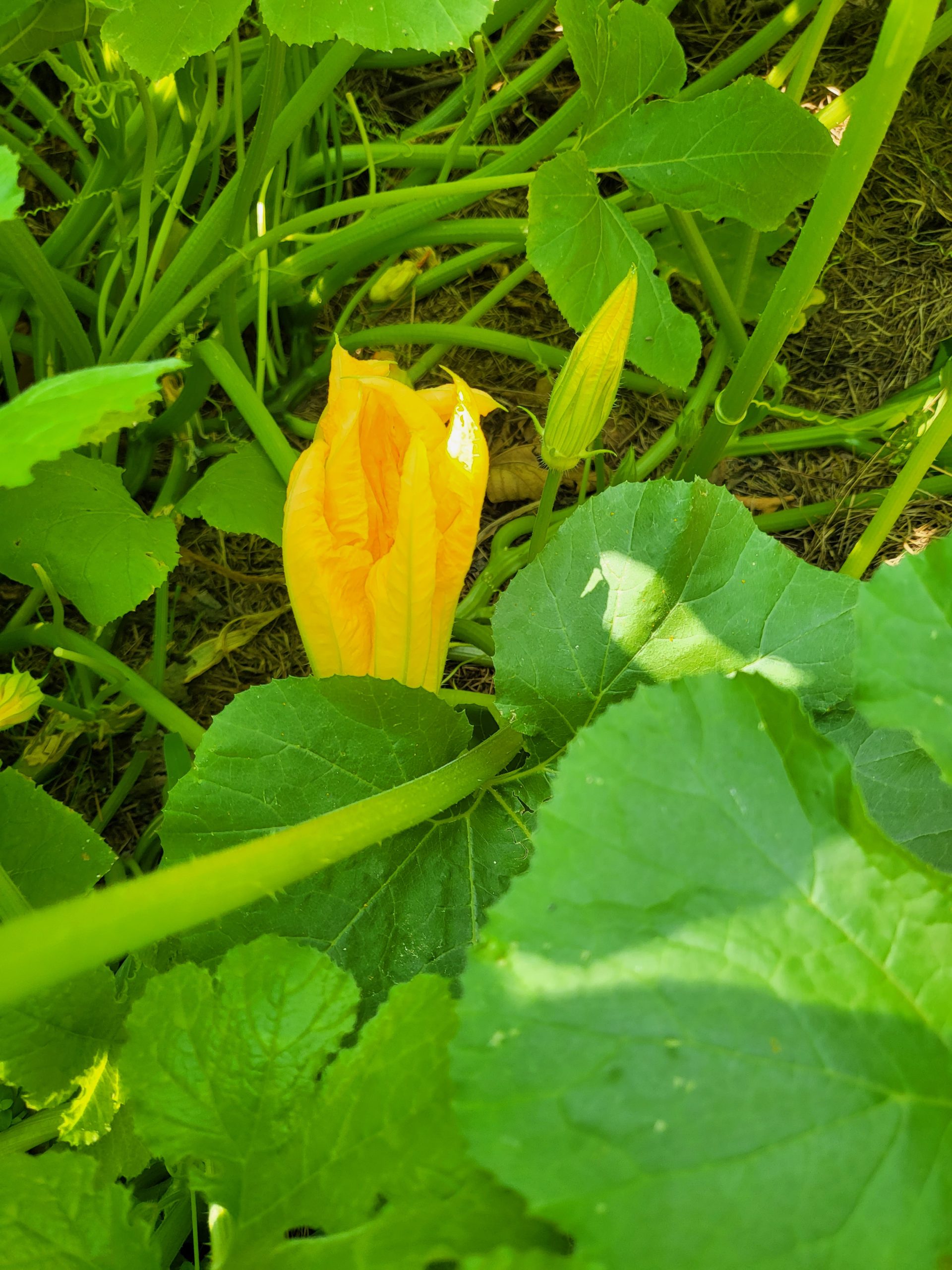 Aiutoooo …. le zucchine ci inseguono!