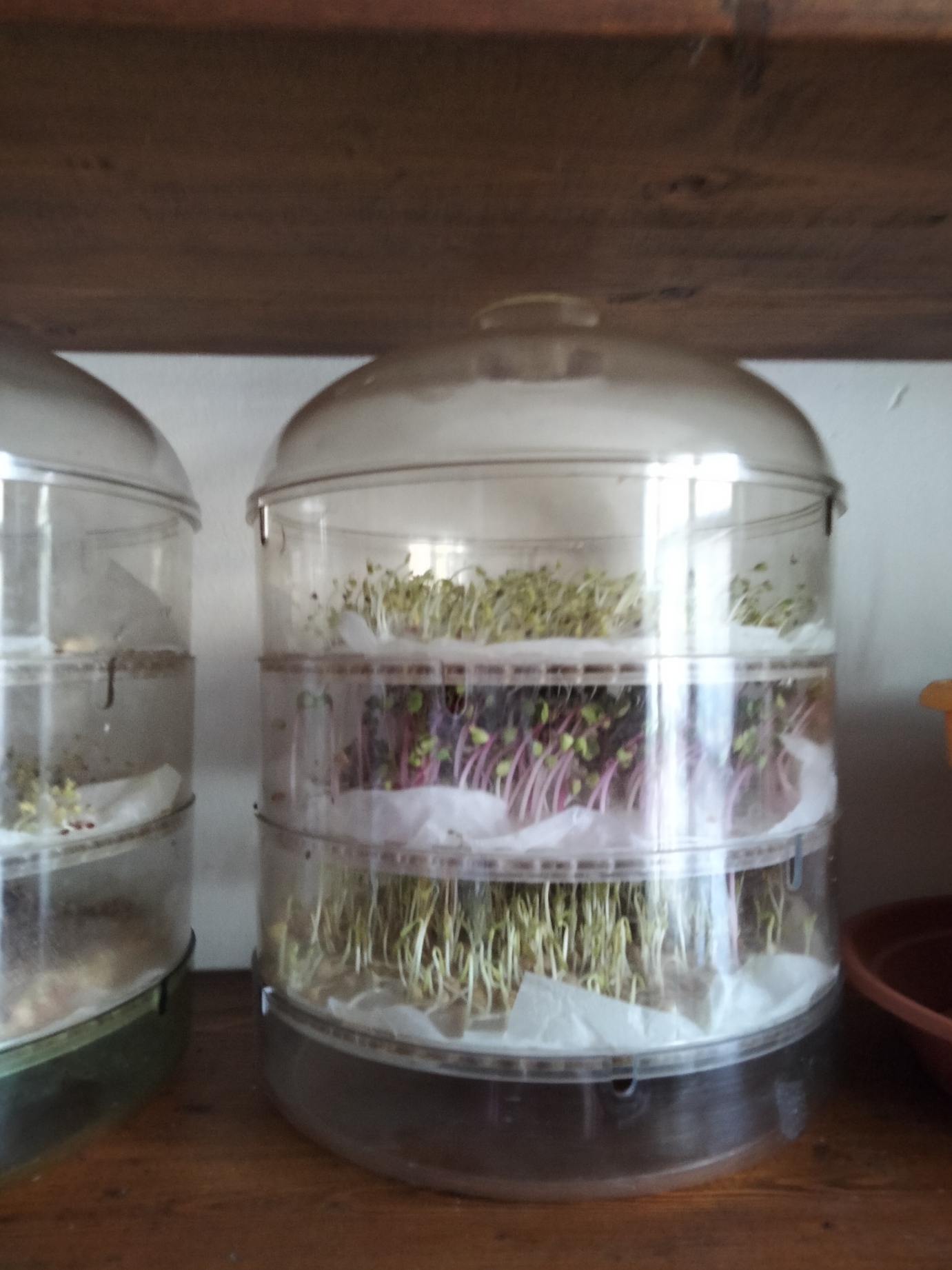 Germogli e Microgreens indoor: l’orto in casa