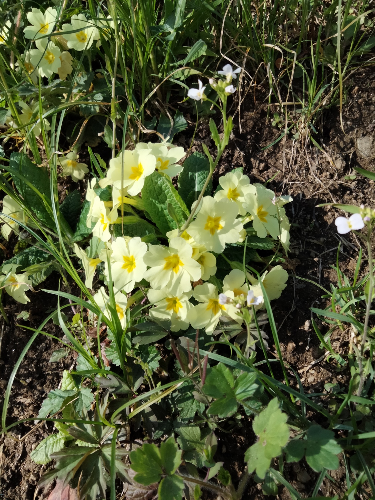 Fiori nel piatto: la primula