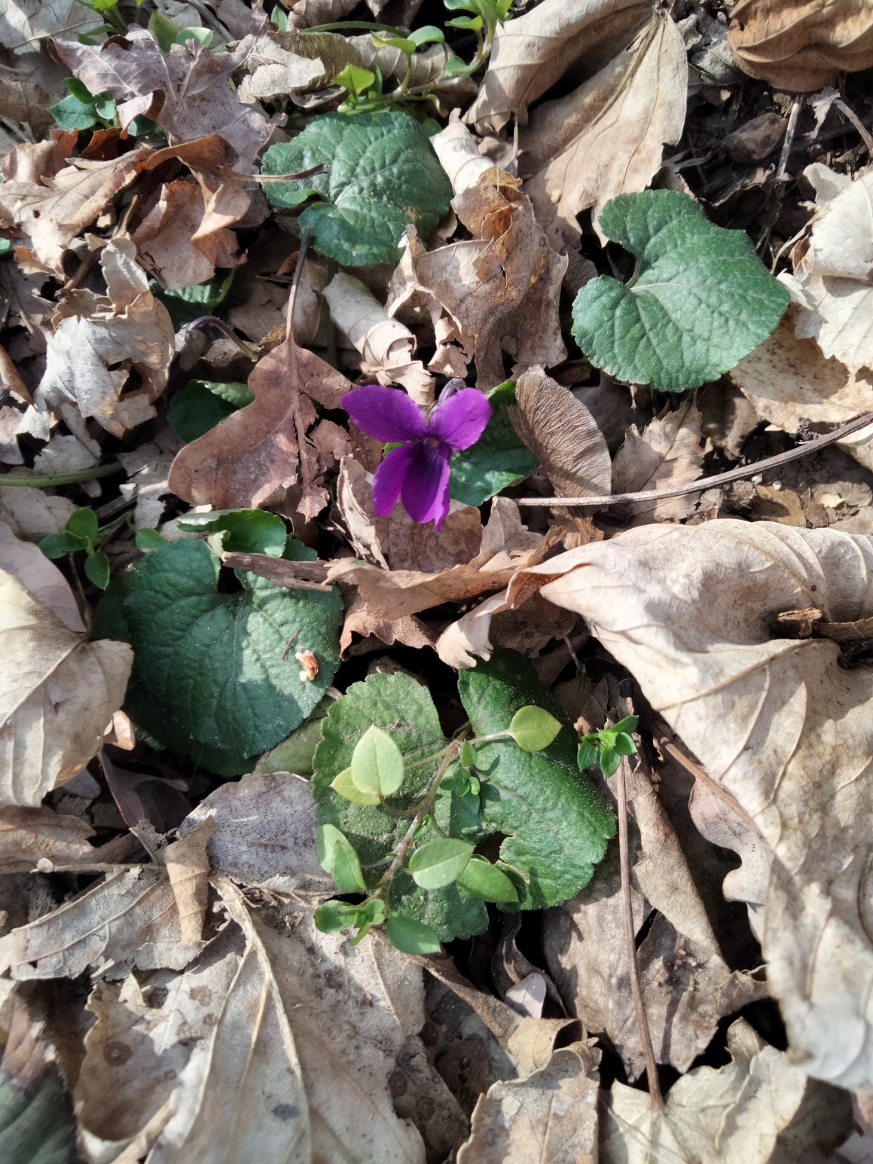 Fiori nel piatto: un menù di violette