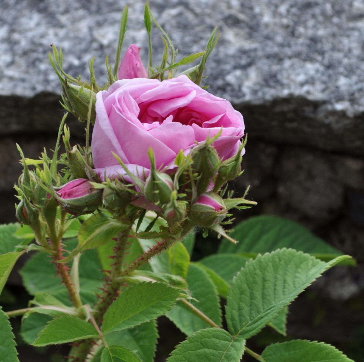 Gelatina di petali di rosa