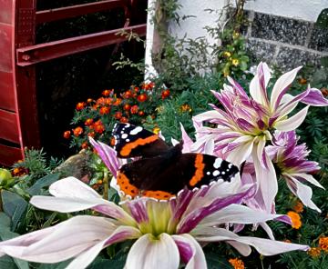 La Vanessa Atalanta ama frutta e ortiche